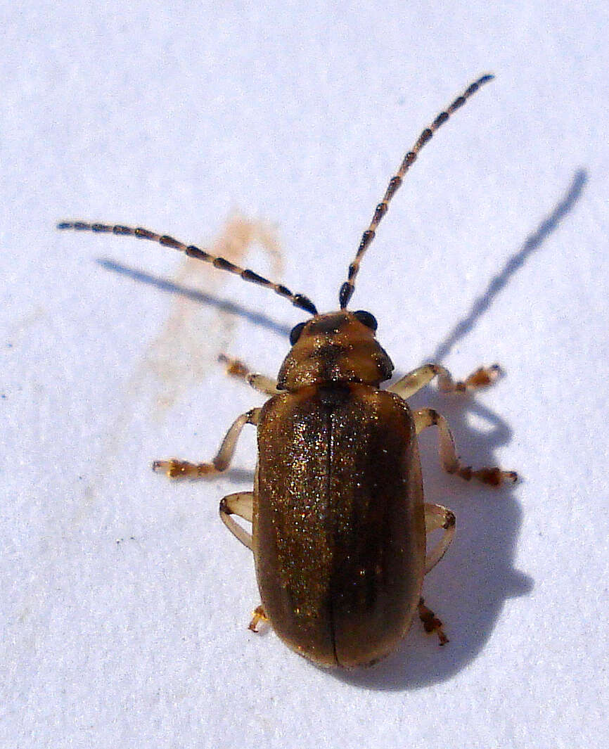 Image of Viburnum leaf beetle