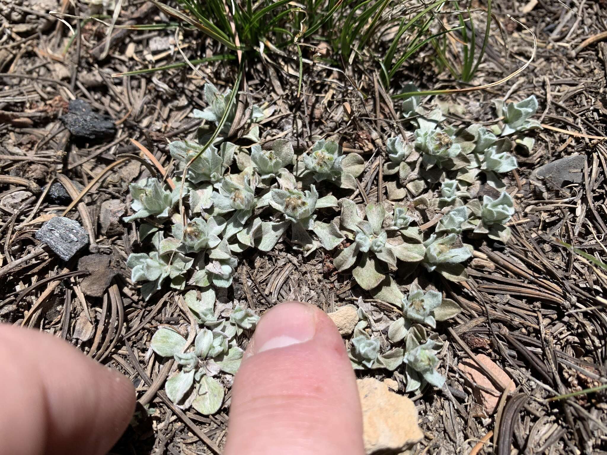 Image de Antennaria soliceps Blake