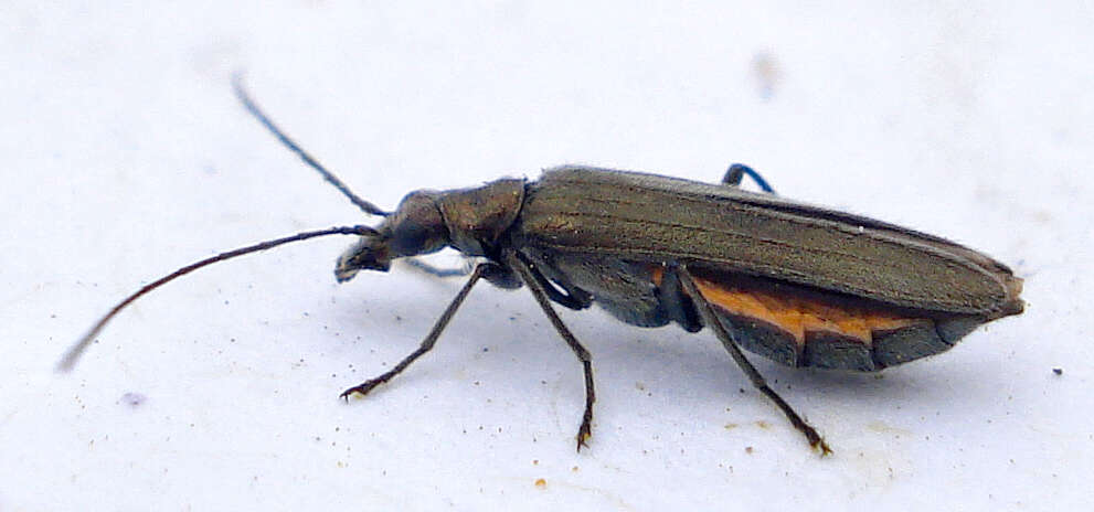 Image of Oedemera lurida