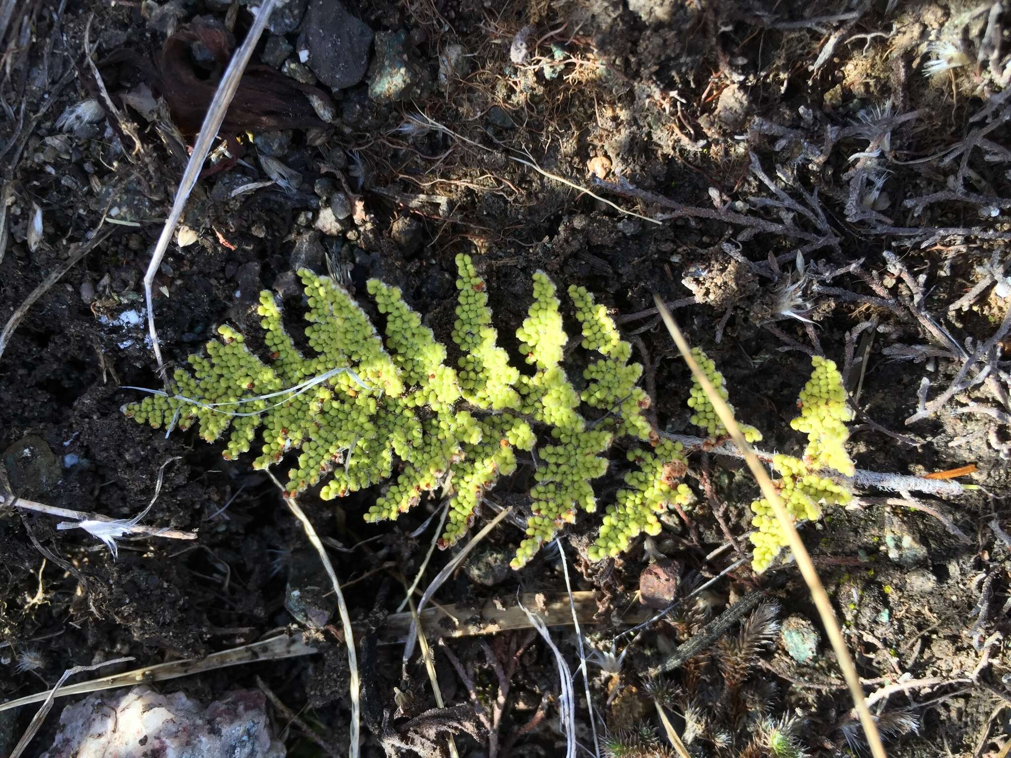 Image of Myriopteris myriophylla (Desv.) J. Sm.