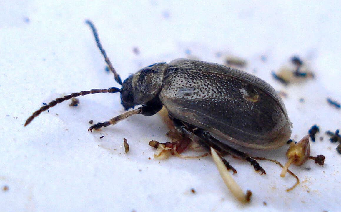 Lochmaea suturalis resmi