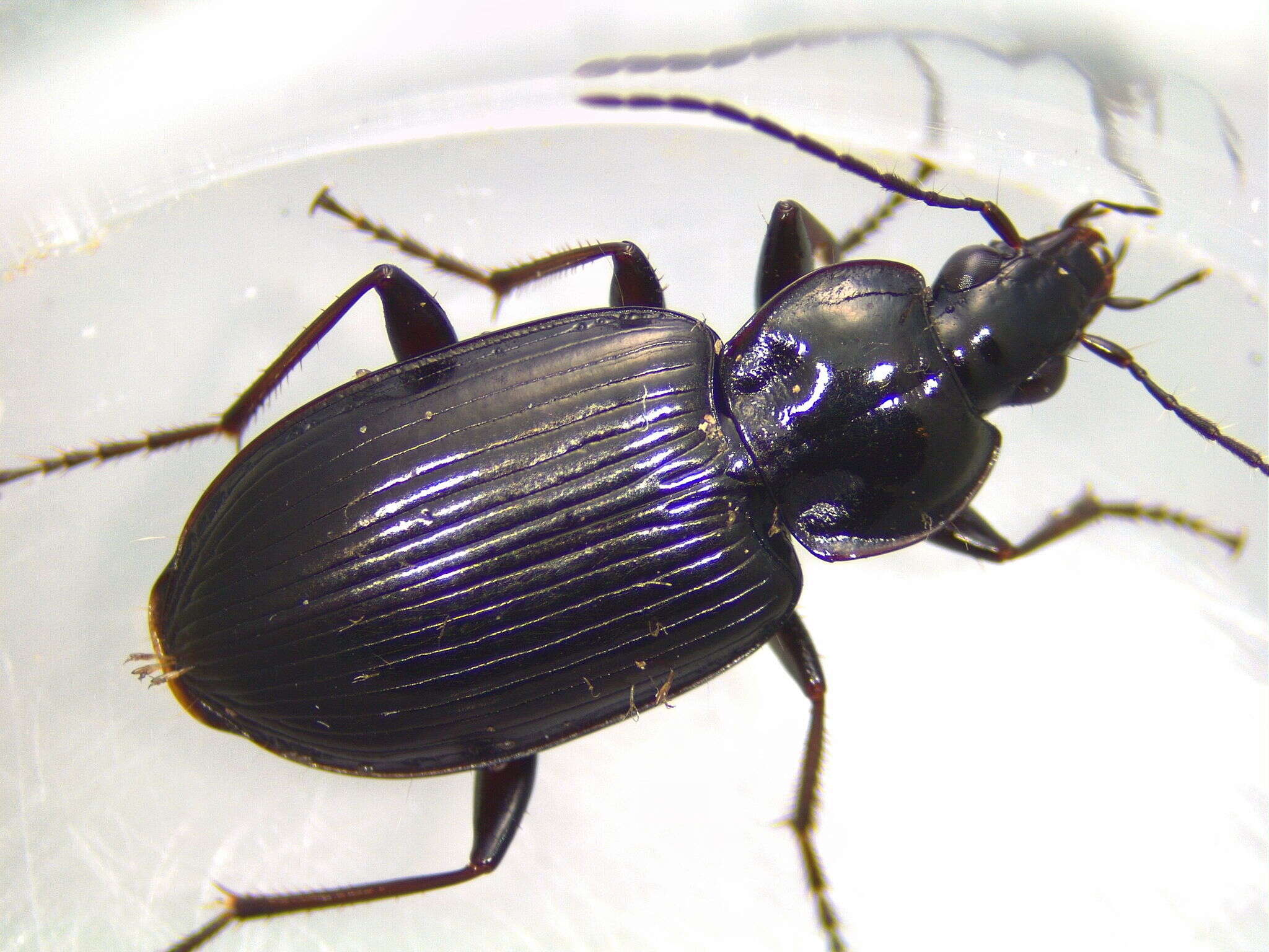 Image of Agonum (Olisares) melanarium Dejean 1828