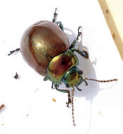 Image of Chrysolina polita