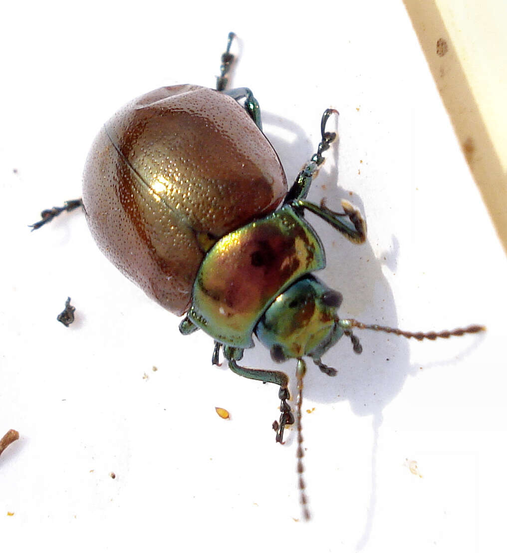 Image of Chrysolina polita