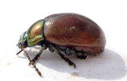 Image of Chrysolina polita