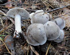 Plancia ëd Tephrocybe putida (P. Karst.) M. M. Moser 1967