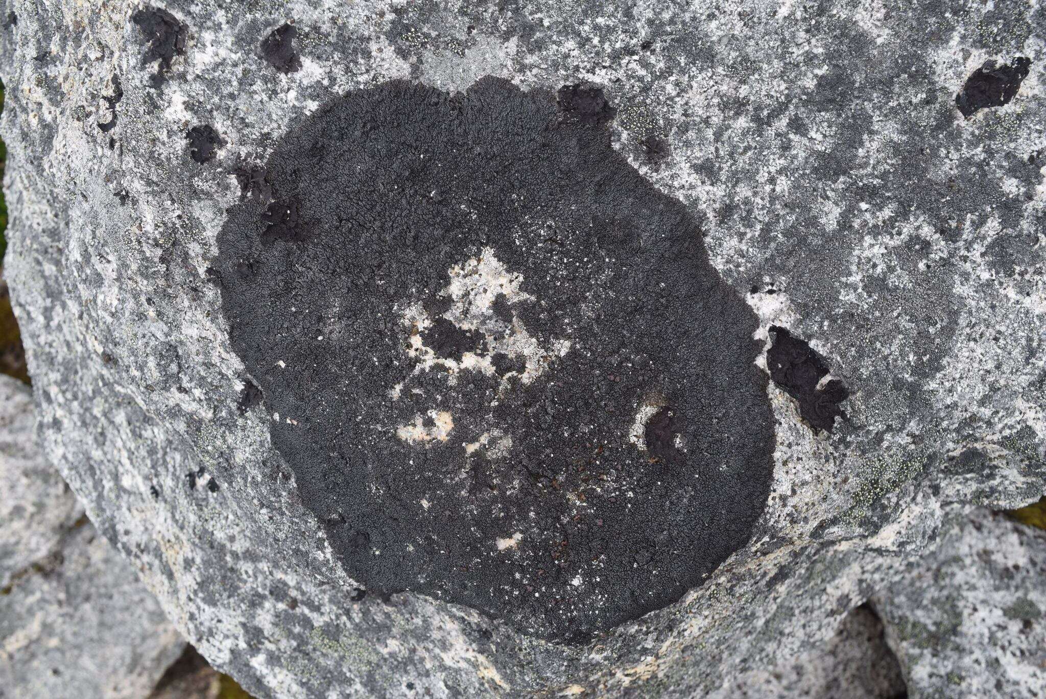 Image of allantoparmelia lichen