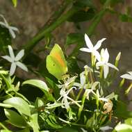 Image of Cleopatra Butterfly