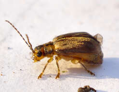 Image of Viburnum leaf beetle