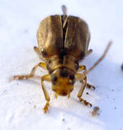 Image of Viburnum leaf beetle