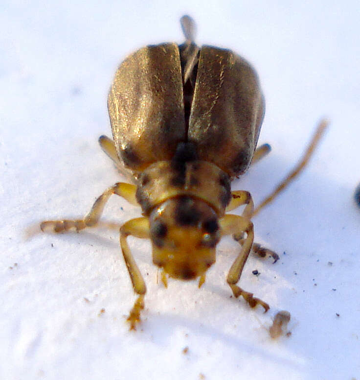 Image of Viburnum leaf beetle