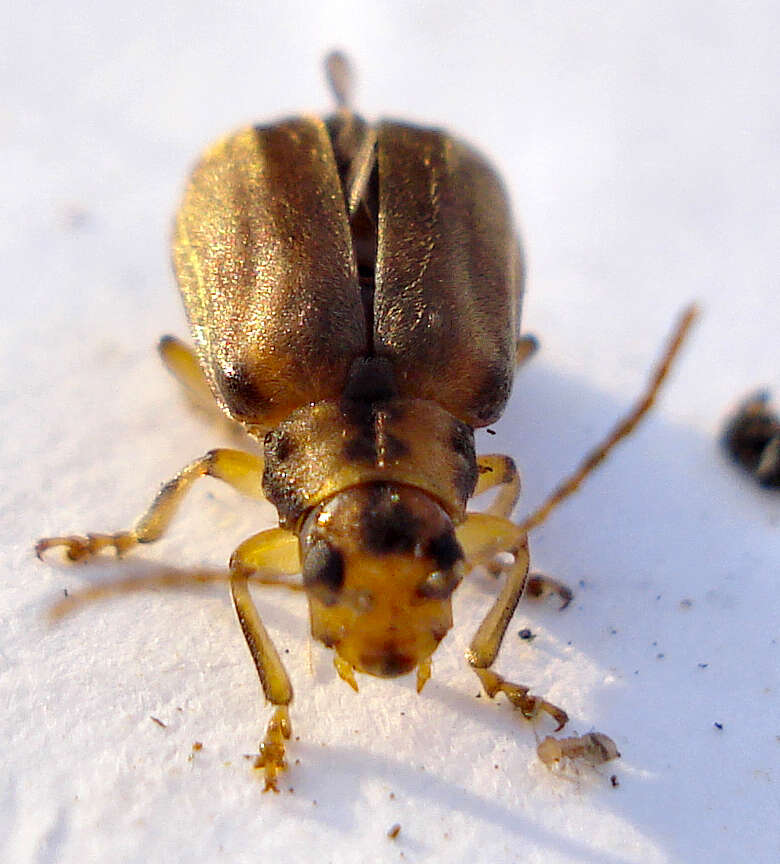 Image of Viburnum leaf beetle