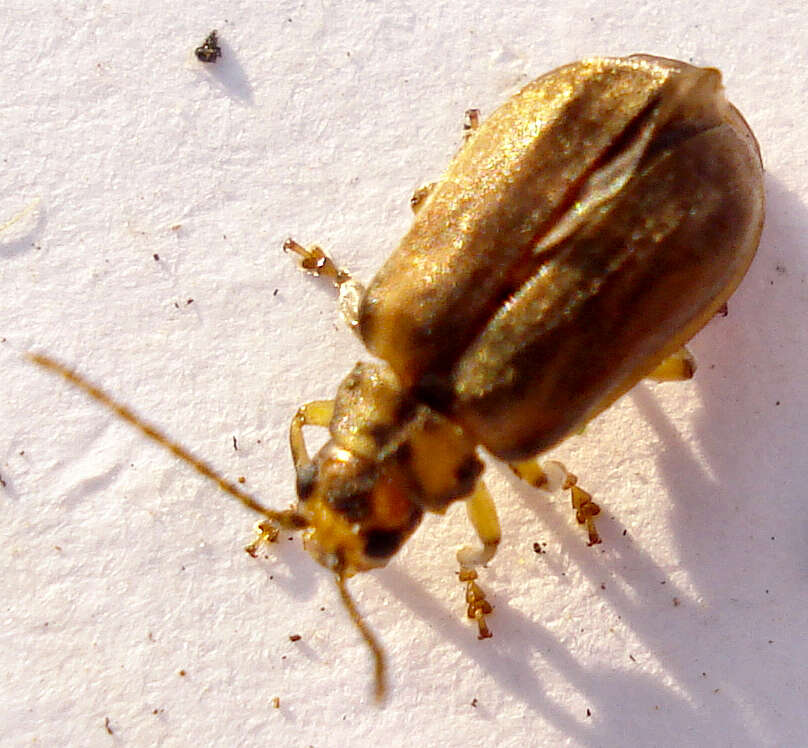 Image of Viburnum leaf beetle