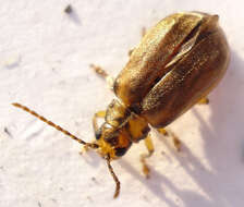 Image of Viburnum leaf beetle