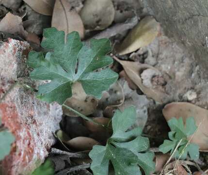 Image of Kedrostis africana (L.) Cogn.