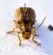 Image of Viburnum leaf beetle