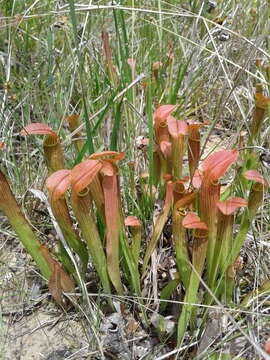 Image of Wherry's pitcherplant