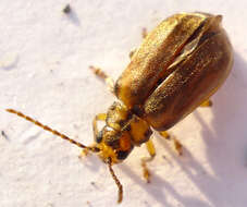 Image of Viburnum leaf beetle