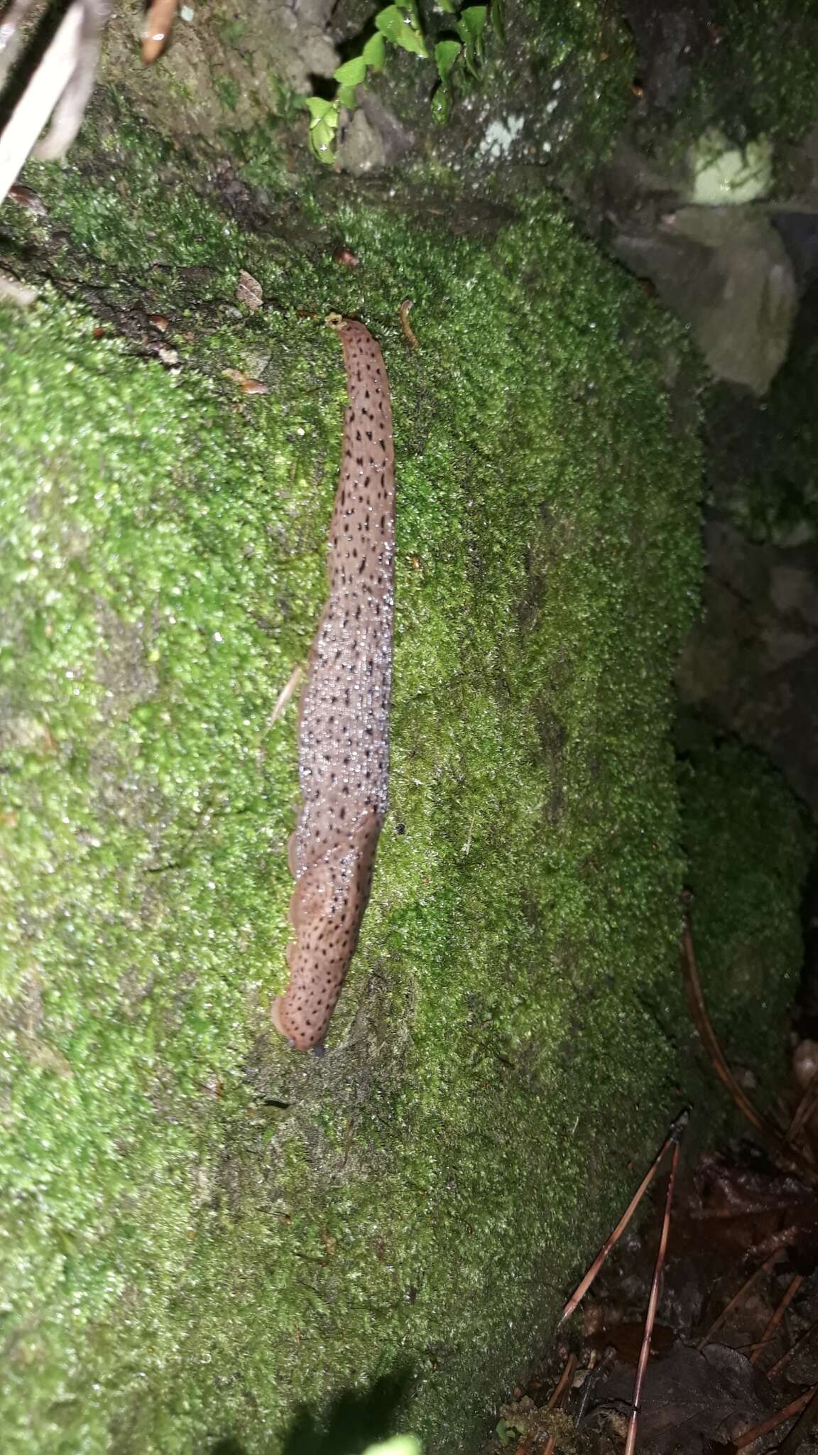 Image of Limax millipunctatus Pini 1885