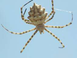 Image of Argiope lobata (Pallas 1772)