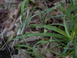 Sivun Carex laxiculmis var. laxiculmis kuva