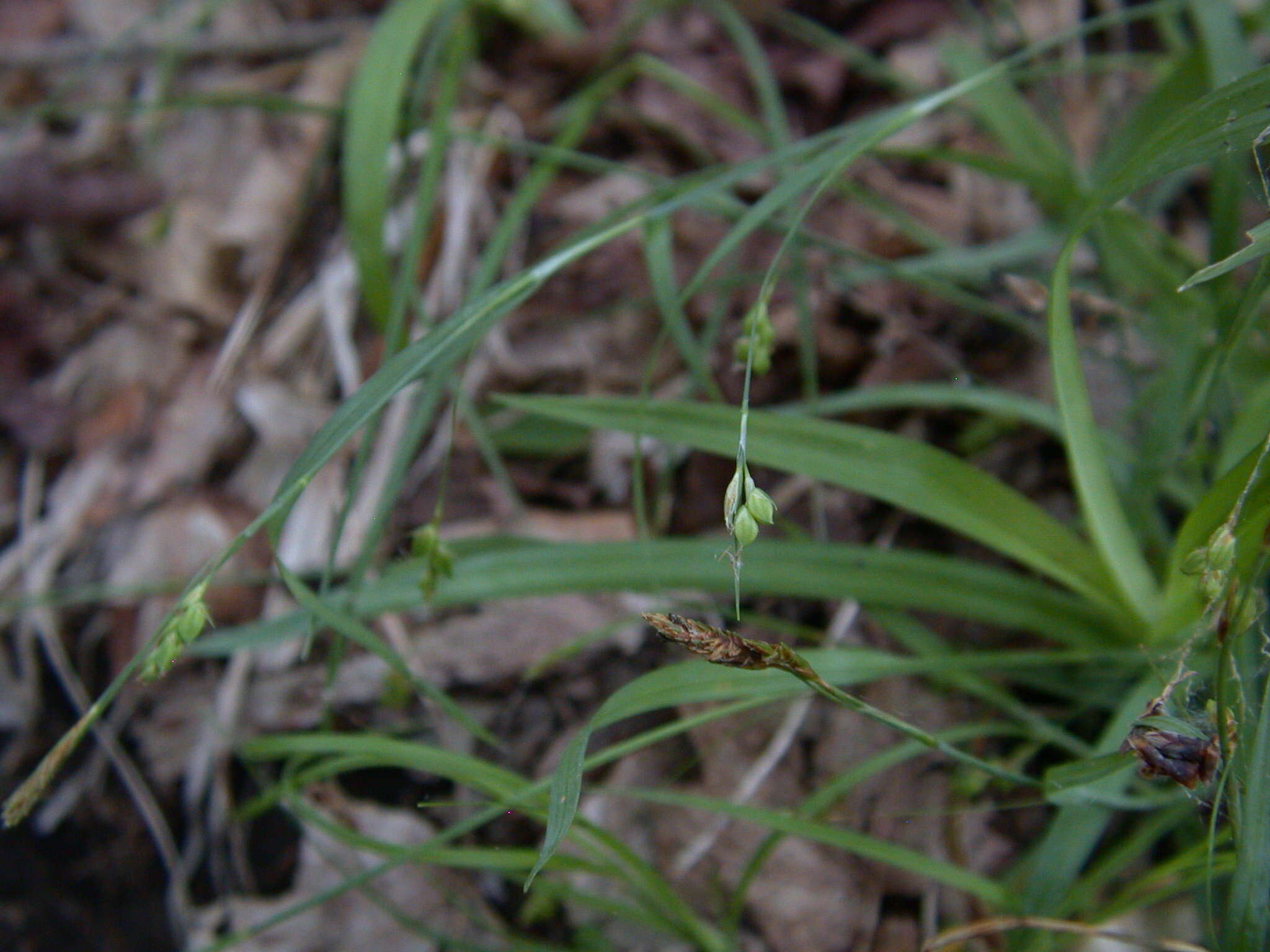 Image of spreading sedge