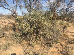 Image of Pencil Cholla