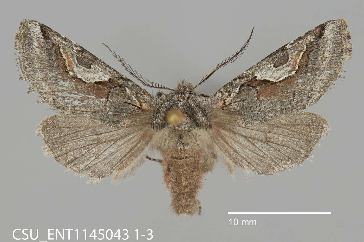 Image of Stretchia plusiaeformis H. Edwards 1874