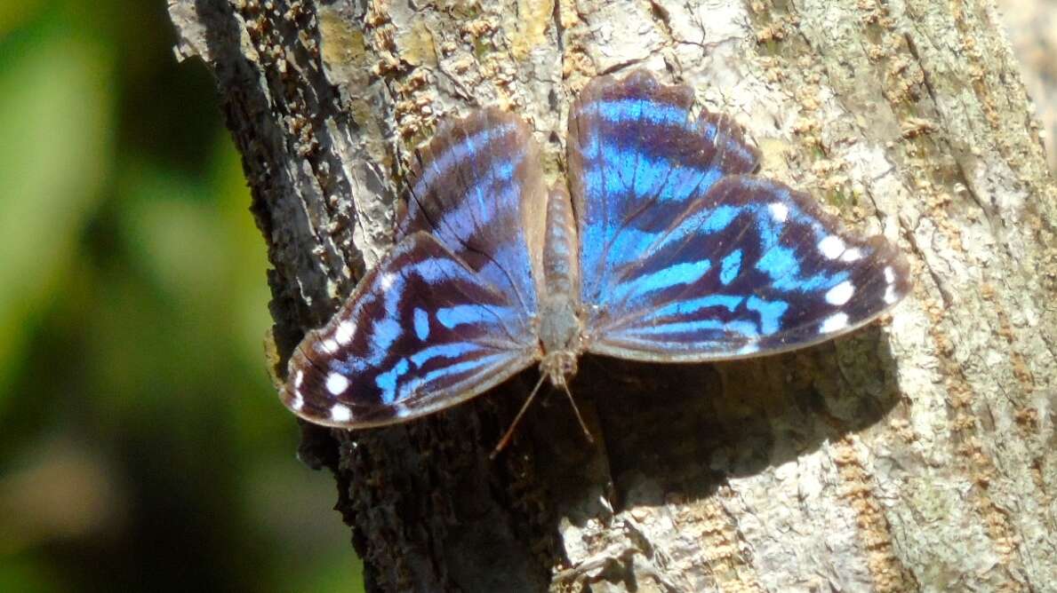 Image of Mexican Bluewing