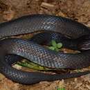 Image of Günther's black snake