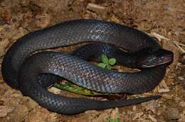 Image of Günther's black snake