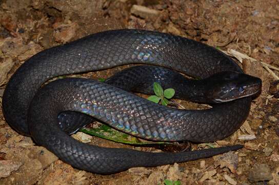 Image of Bothrolycus Günther 1874