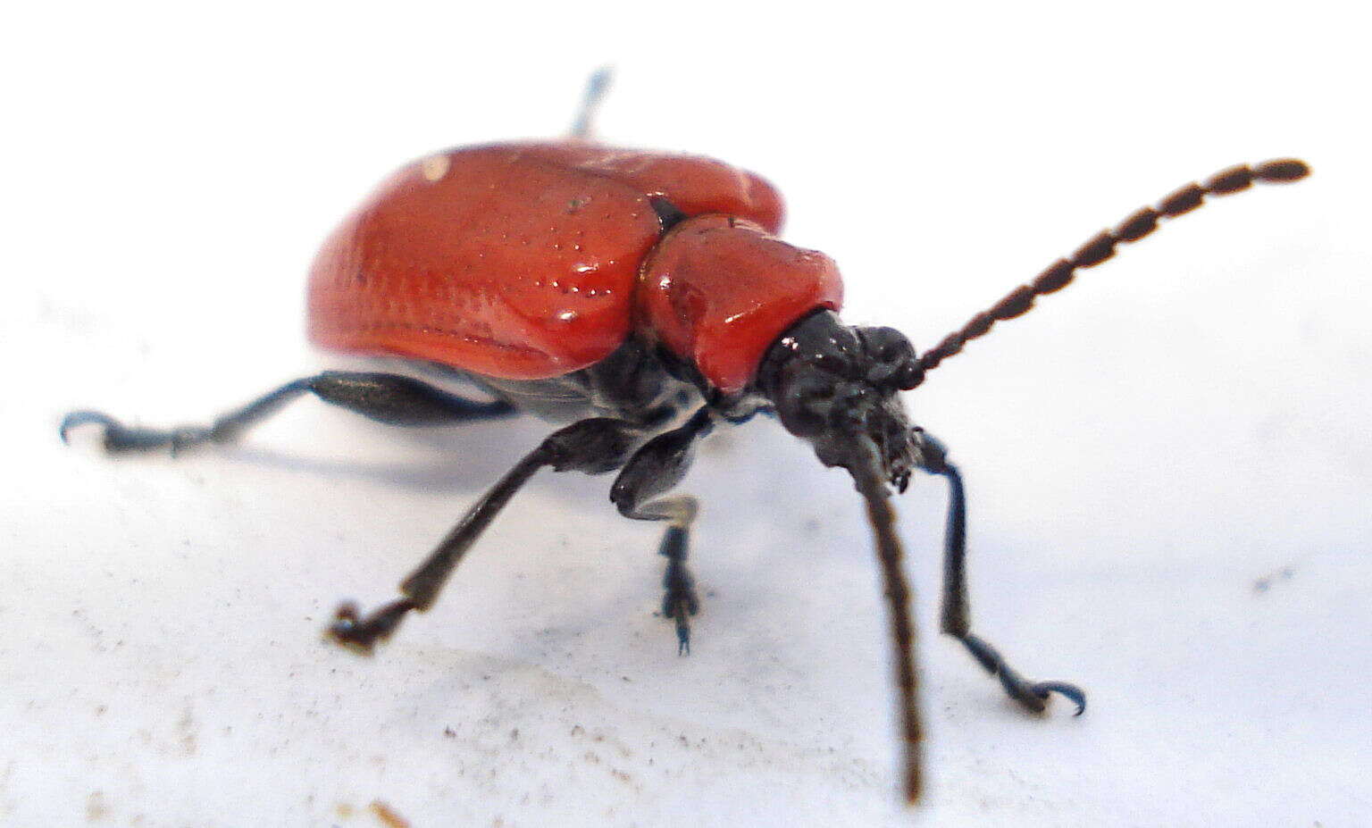 Image of Scarlet lily beetle