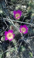 Image de Echinocereus cinerascens subsp. cinerascens