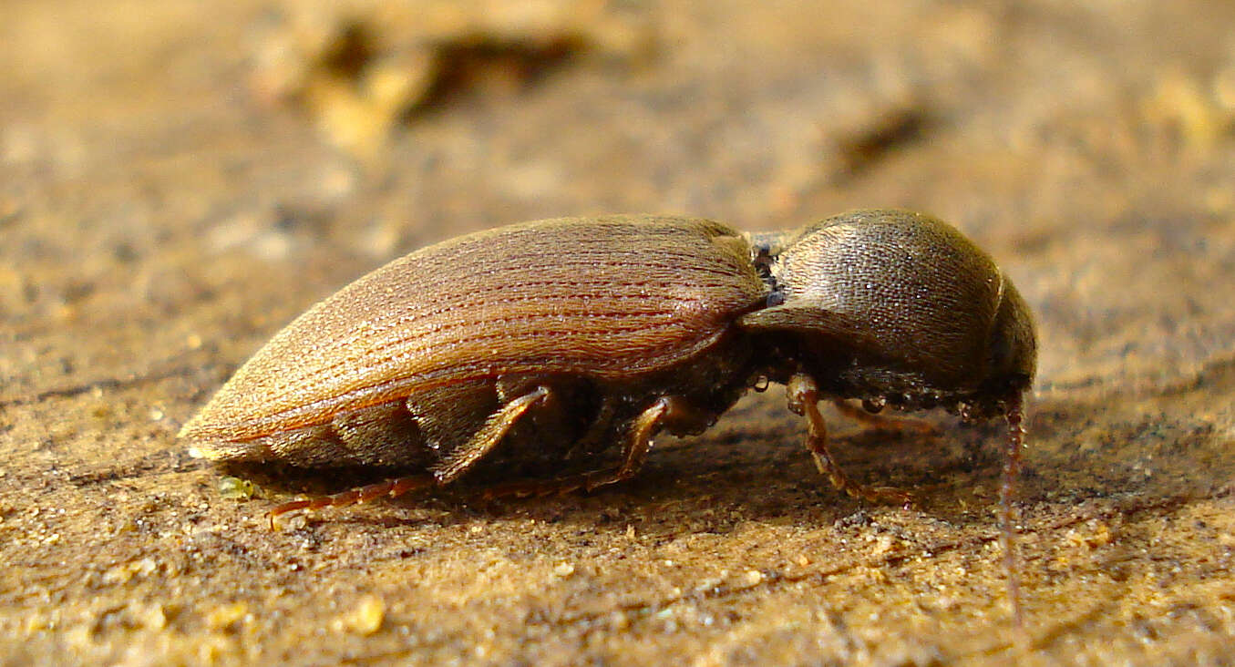 Image of Agriotes obscurus