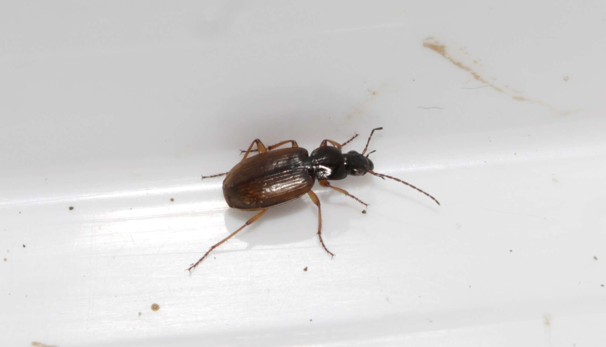 Image of Agonum (Agonum) sordidum Dejean 1828