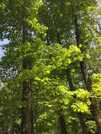 Image of Rose-breasted Grosbeak