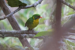 Image de Cotinga à poitrine d'or