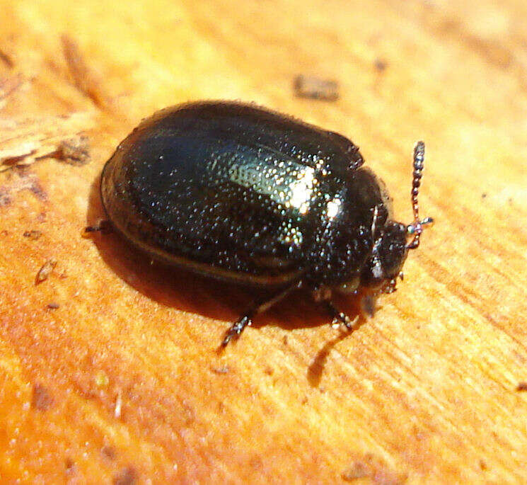 Image of willow leaf beetle