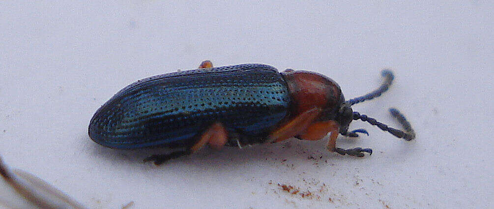 Image of Cereal leaf beetle