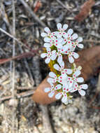 Image of Stylidium guttatum R. Br.