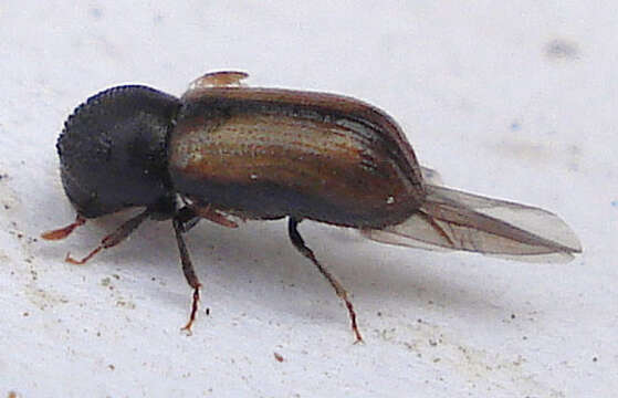 Image of European hardwood ambrosia beetle