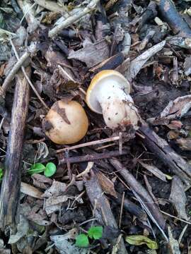 Image of Calocybe