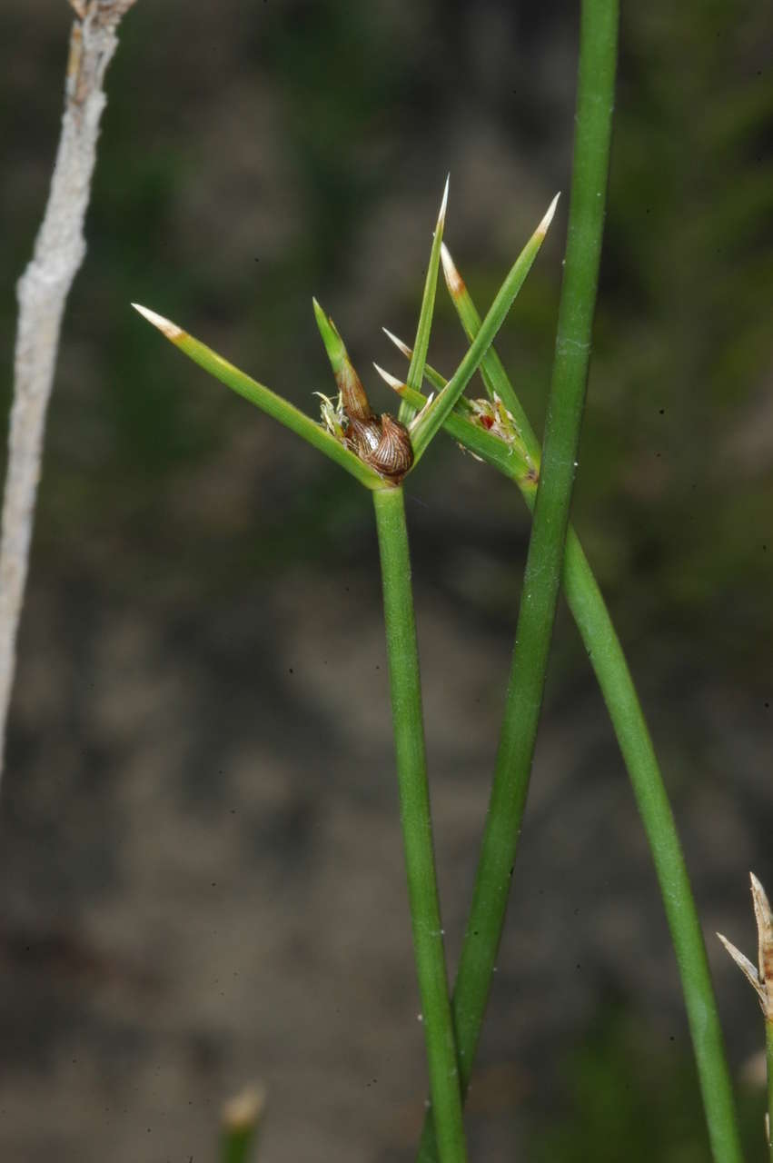 Imagem de Cyperus gymnocaulos Steud.