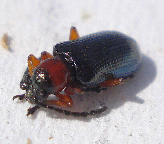 Image of Cereal leaf beetle