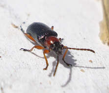 Image of Cereal leaf beetle