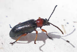 Image of Cereal leaf beetle