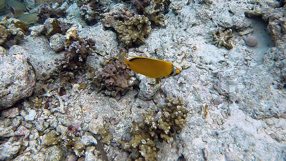 Image of Decorated Butterflyfish