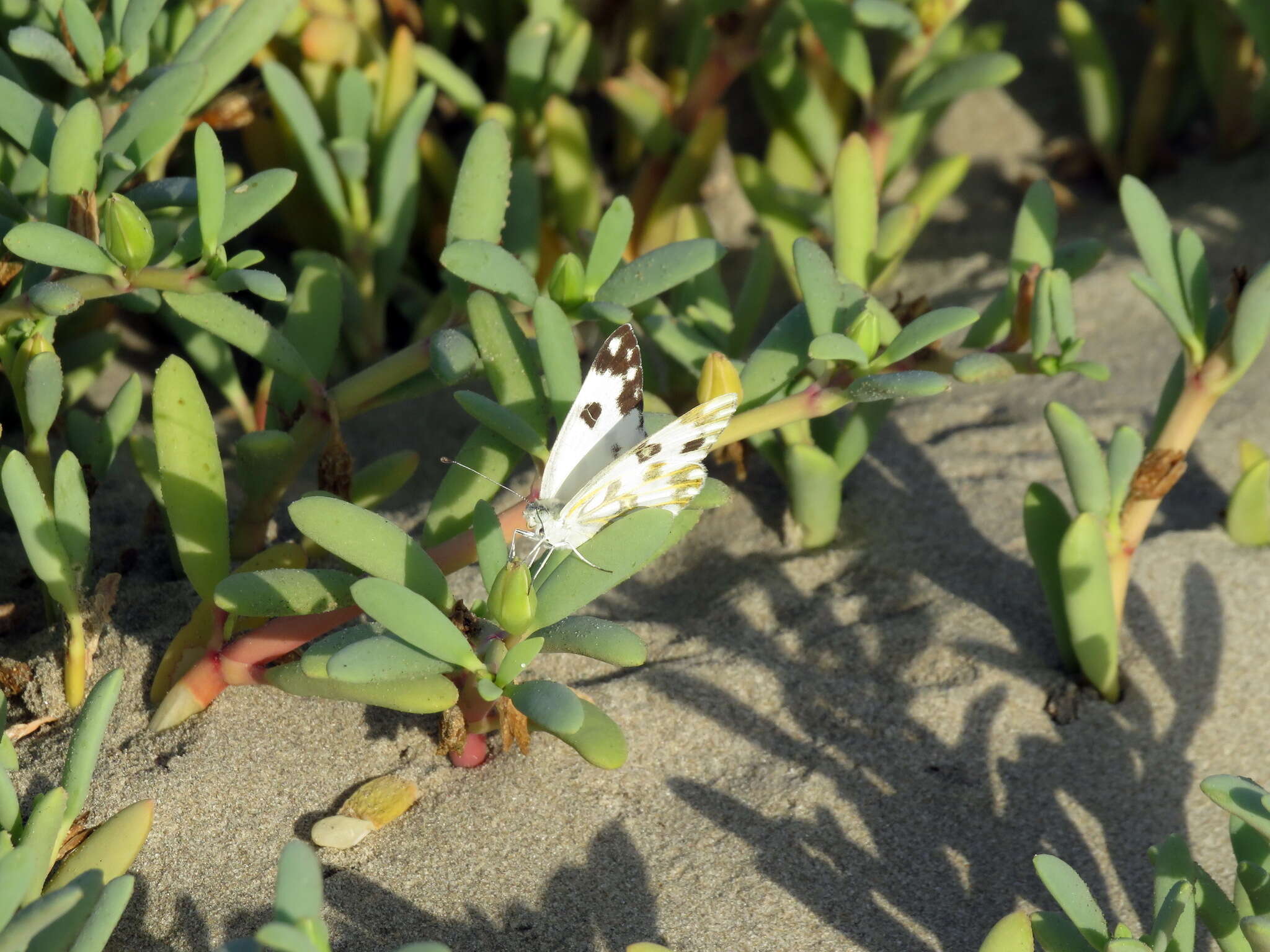 Image of Desert white