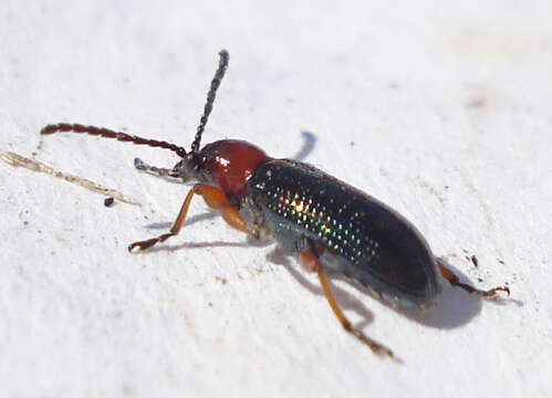 Image of Cereal leaf beetle